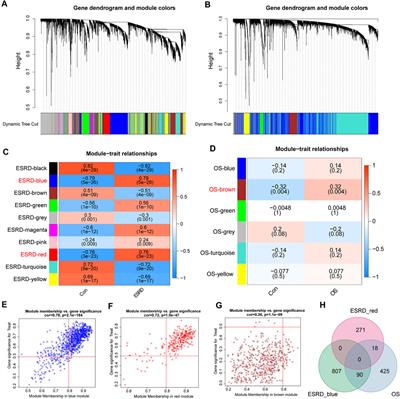 In-depth exploration of the shared genetic signature and molecular mechanisms between end-stage renal disease and osteoporosis